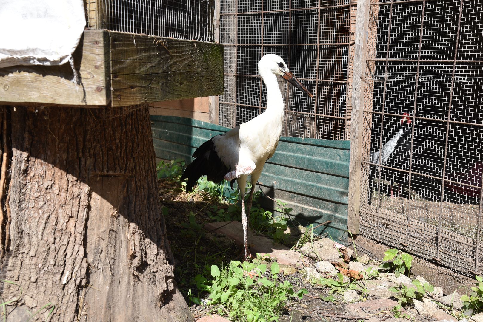 лотошино, лотошинский парк, аисты, парки подмосковья,