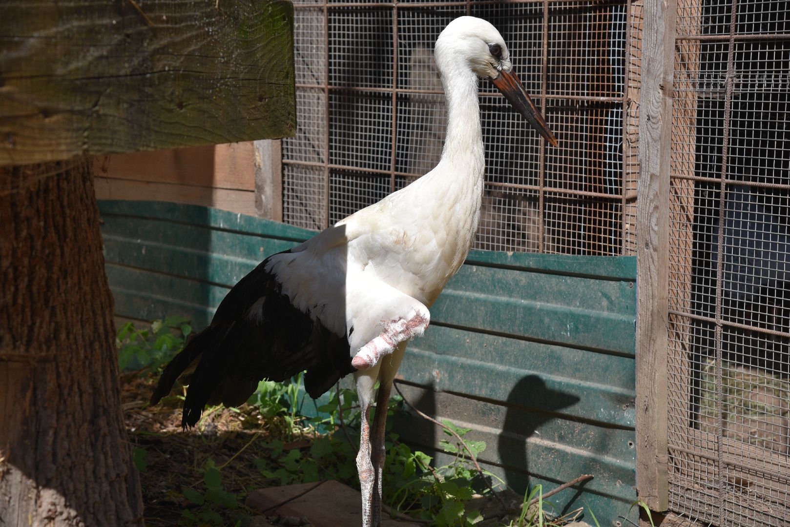 лотошино, лотошинский парк, аисты, парки подмосковья,