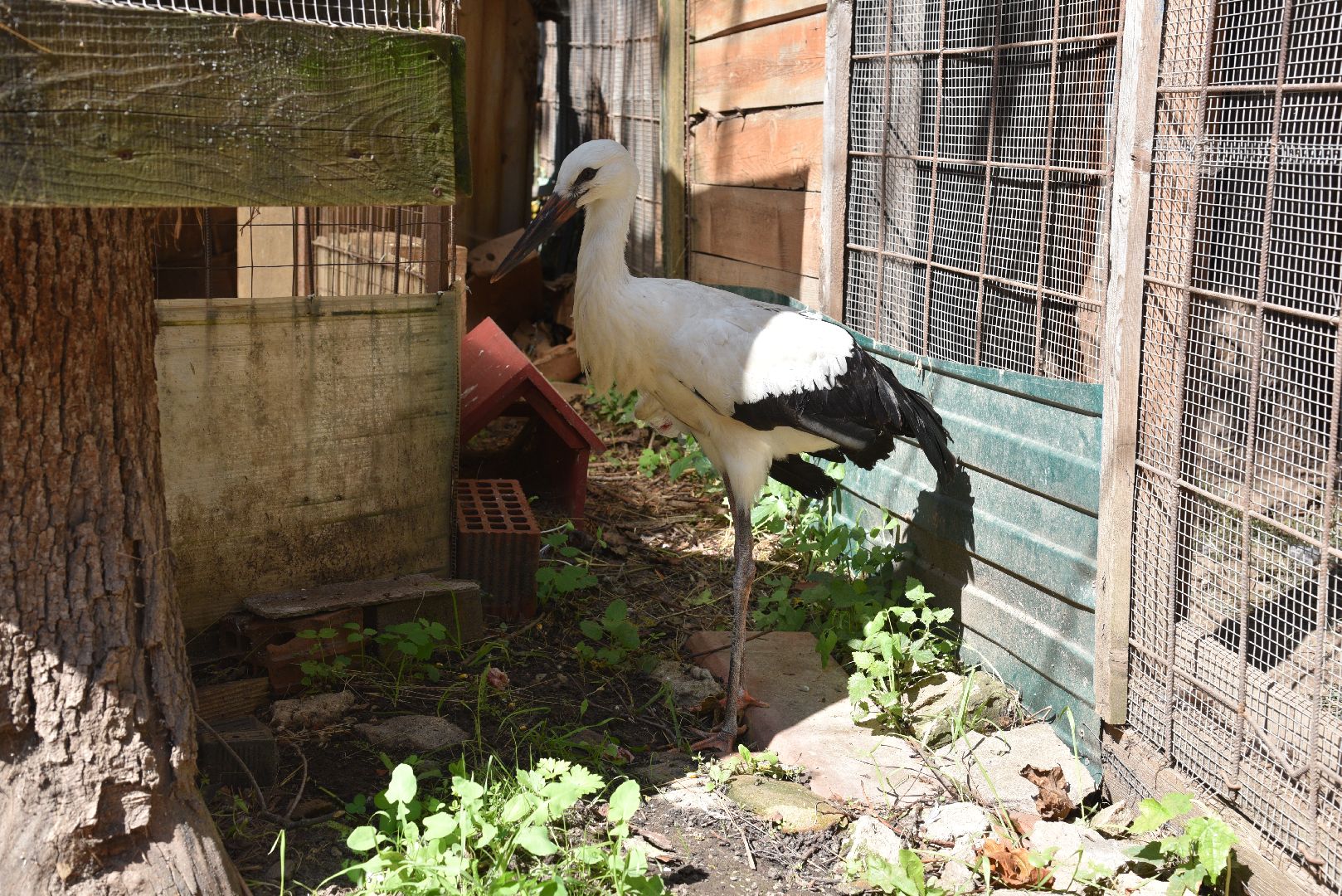 лотошино, лотошинский парк, аисты, парки подмосковья,