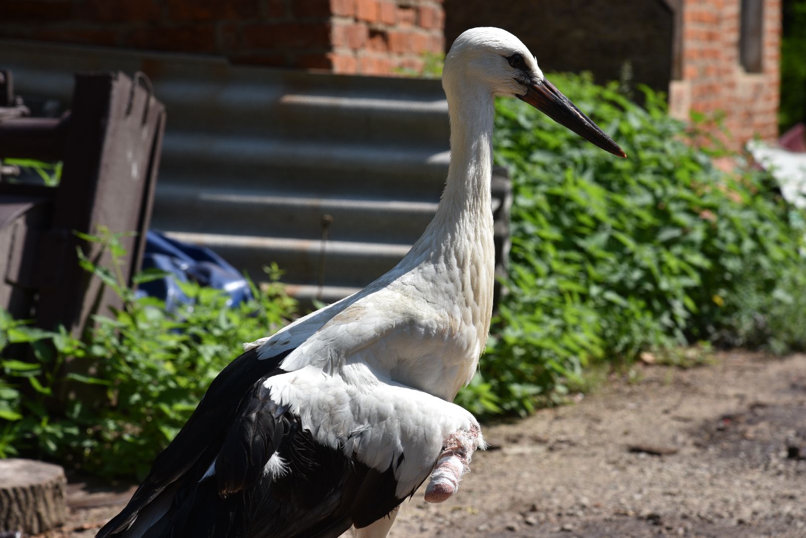 лотошино, лотошинский парк, аисты, парки подмосковья,