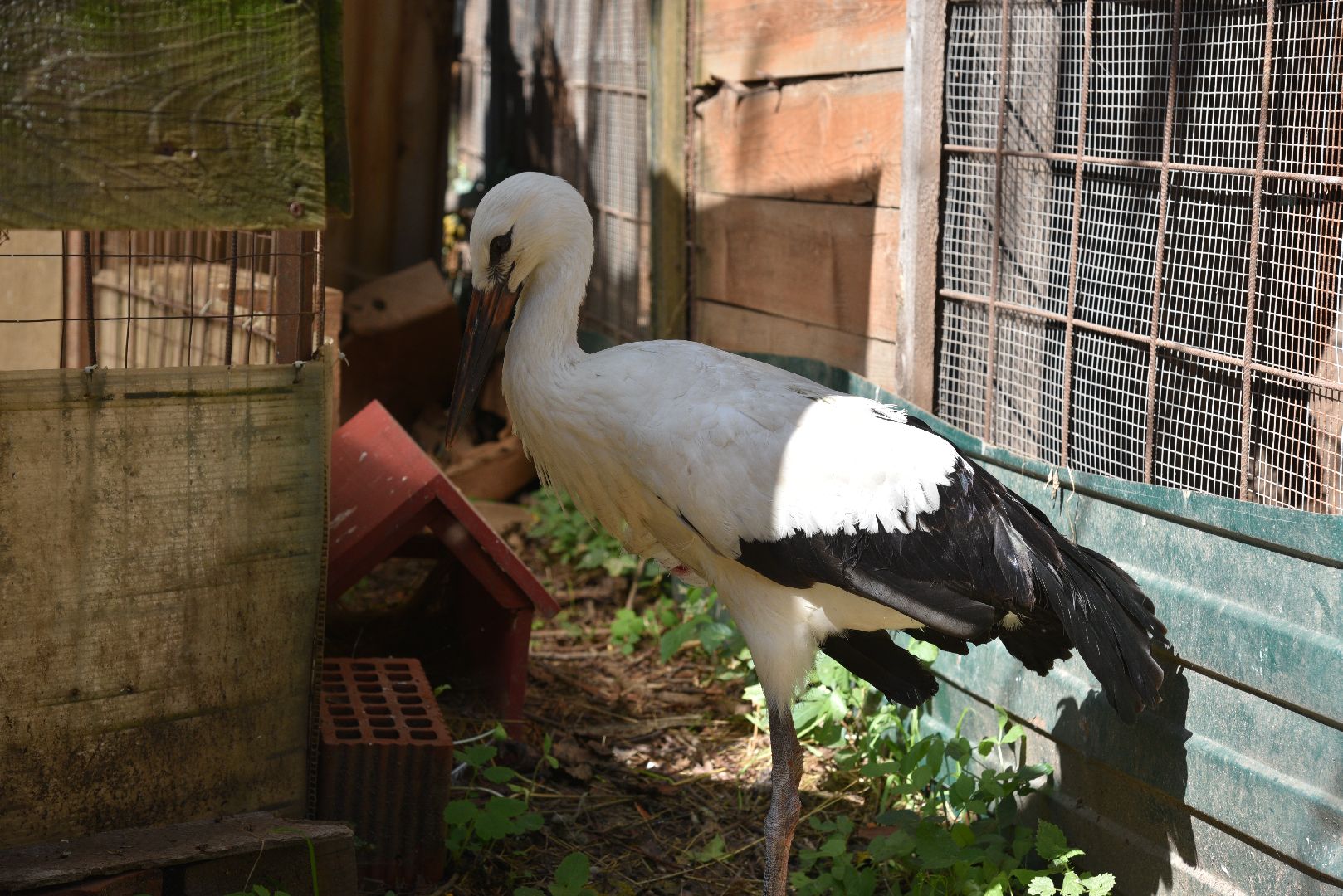 лотошино, лотошинский парк, аисты, парки подмосковья,