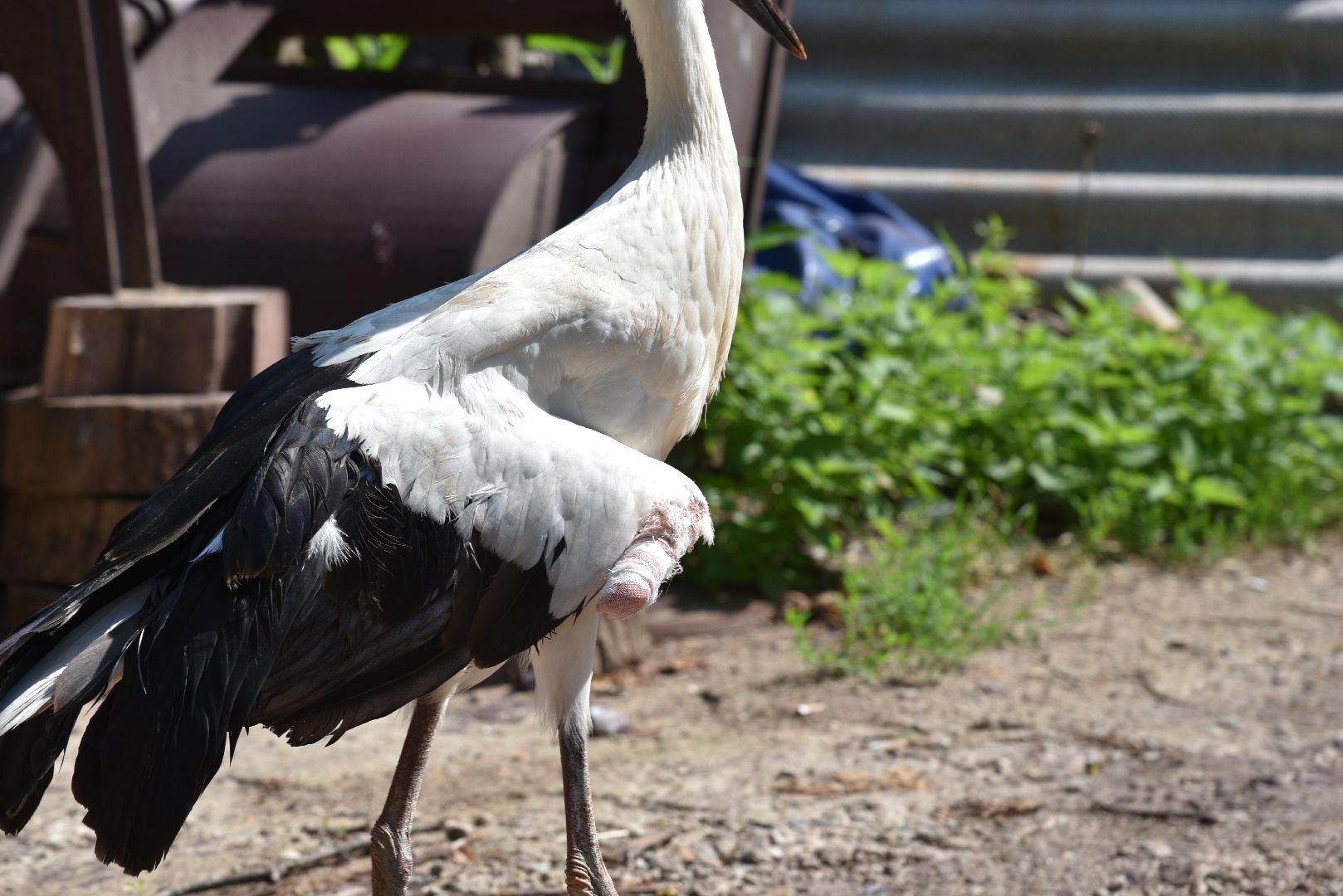 лотошино, лотошинский парк, аисты, парки подмосковья,