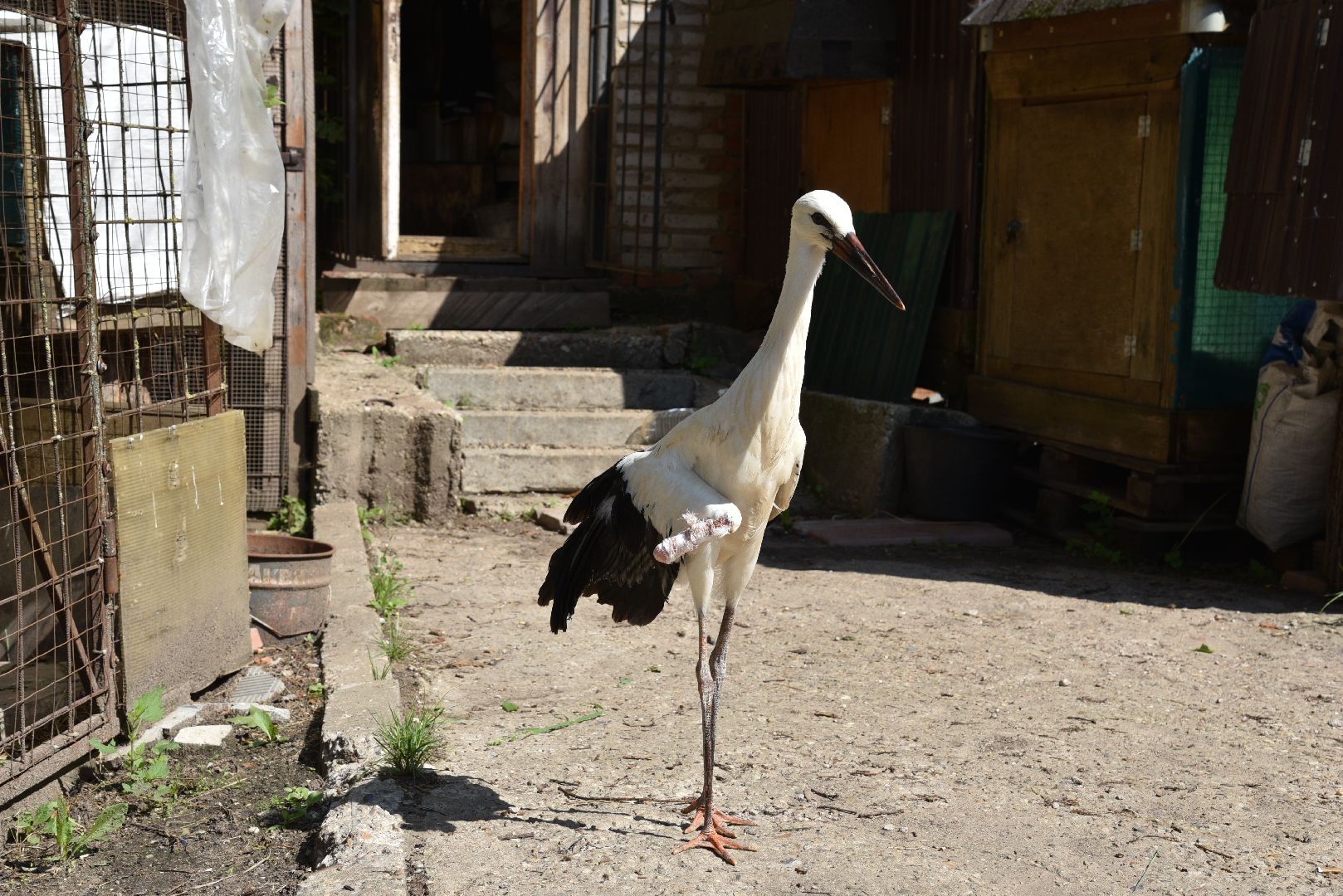 лотошино, лотошинский парк, аисты, парки подмосковья,