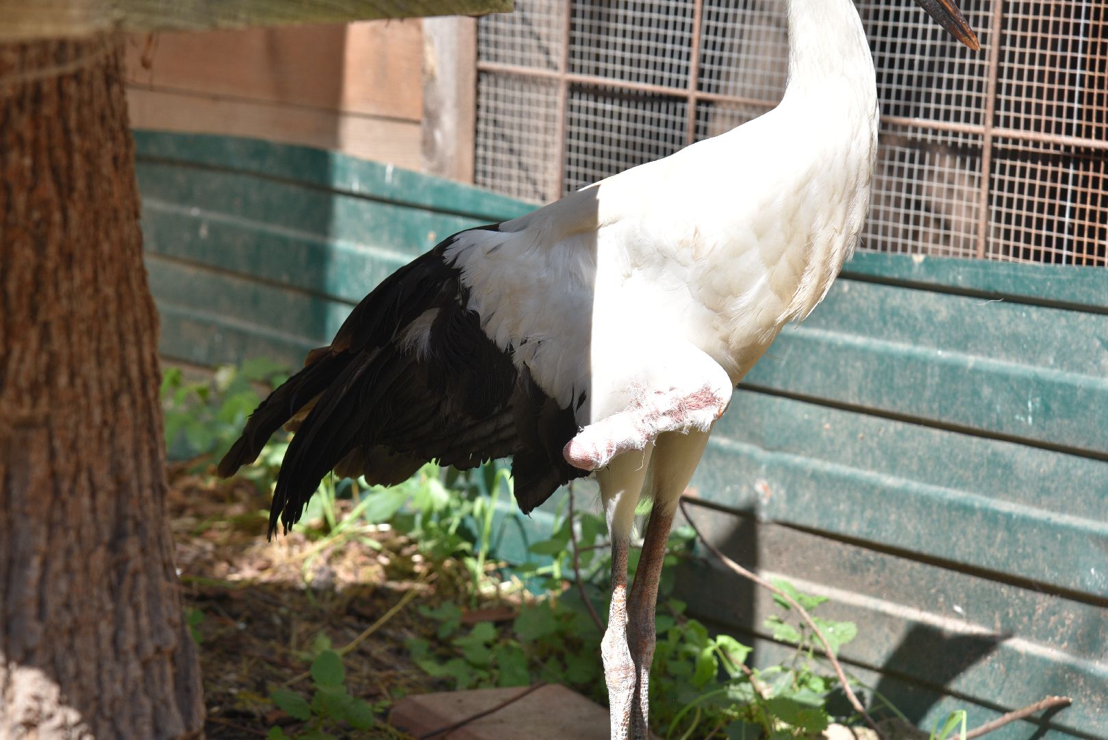 лотошино, лотошинский парк, аисты, парки подмосковья,