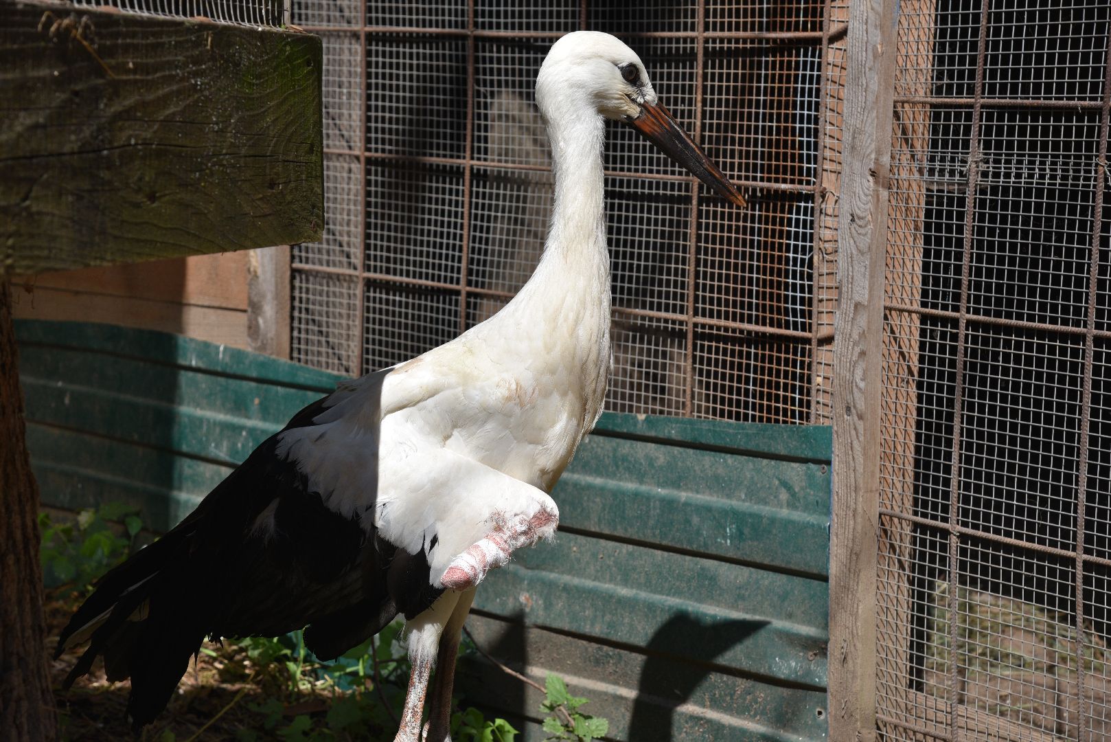 лотошино, лотошинский парк, аисты, парки подмосковья,