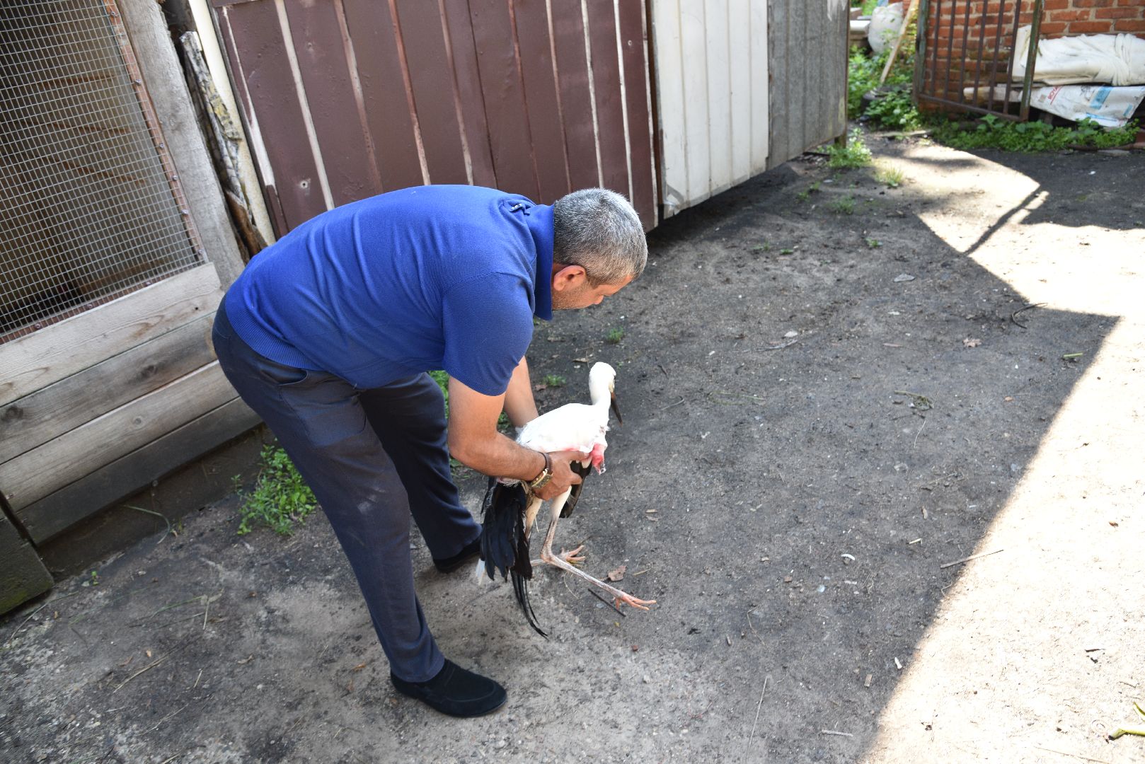 лотошино, лотошинский парк, аисты, парки подмосковья,