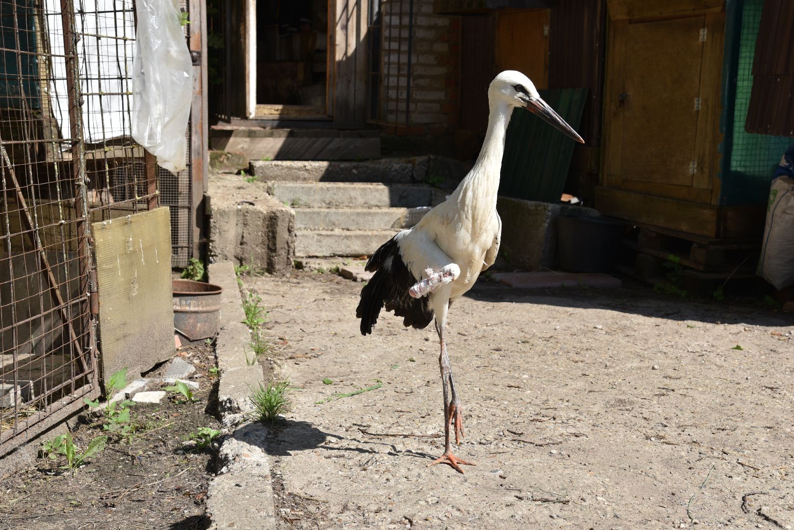 лотошино, лотошинский парк, аисты, парки подмосковья,