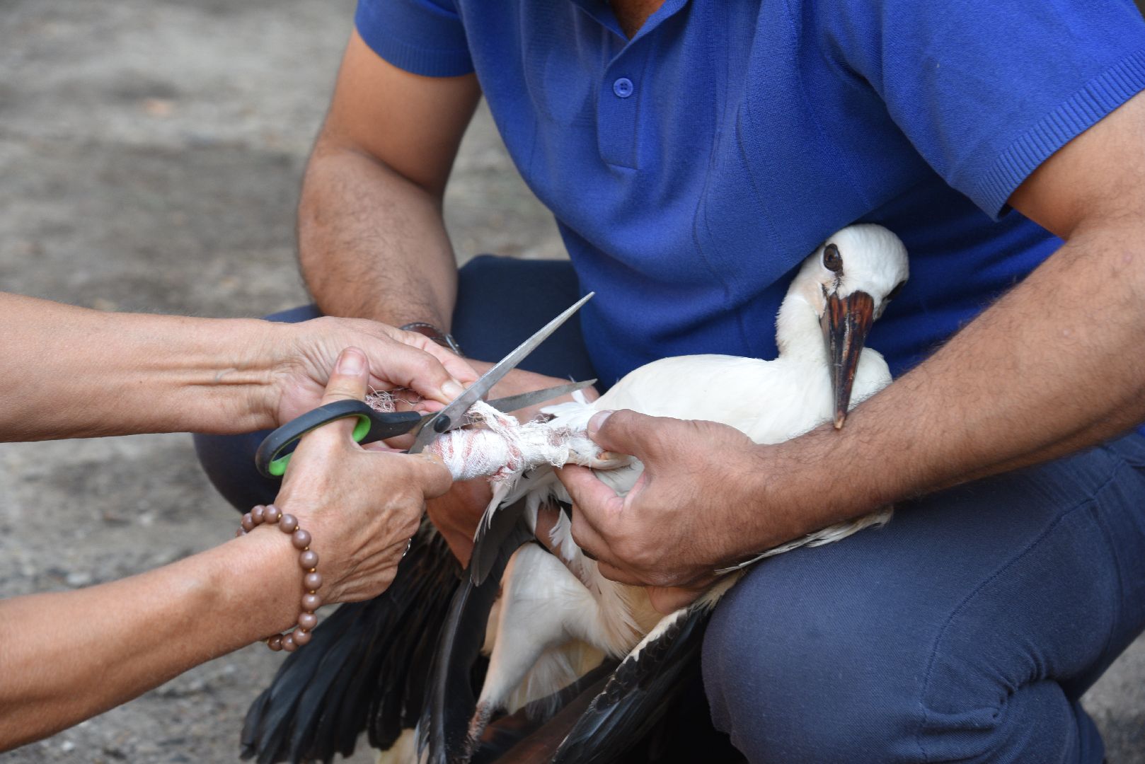 лотошино, лотошинский парк, аисты, парки подмосковья,