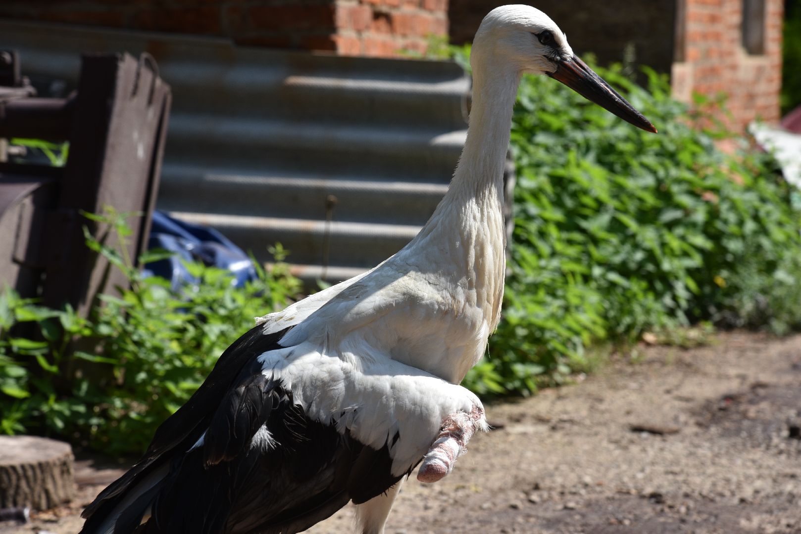 лотошино, лотошинский парк, аисты, парки подмосковья,