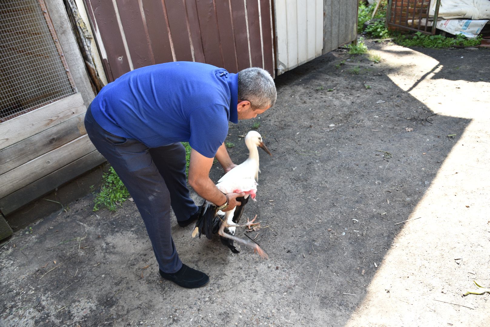 лотошино, лотошинский парк, аисты, парки подмосковья,