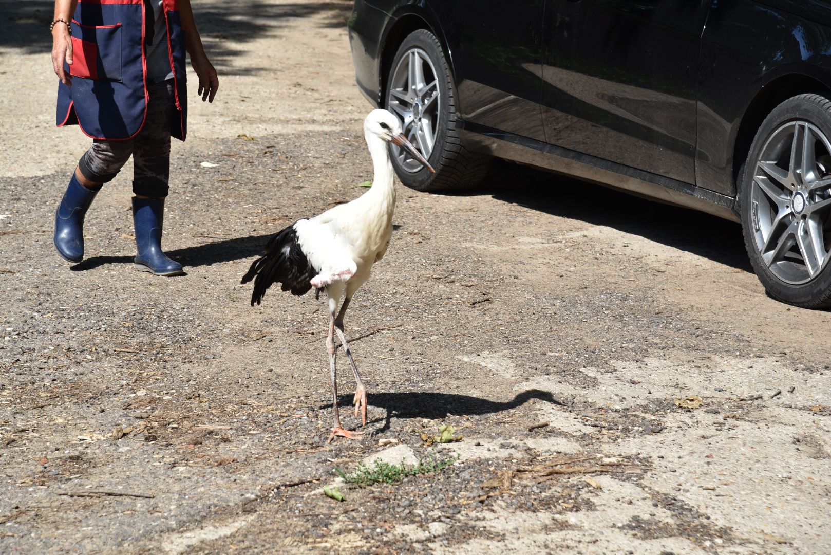 лотошино, лотошинский парк, аисты, парки подмосковья,