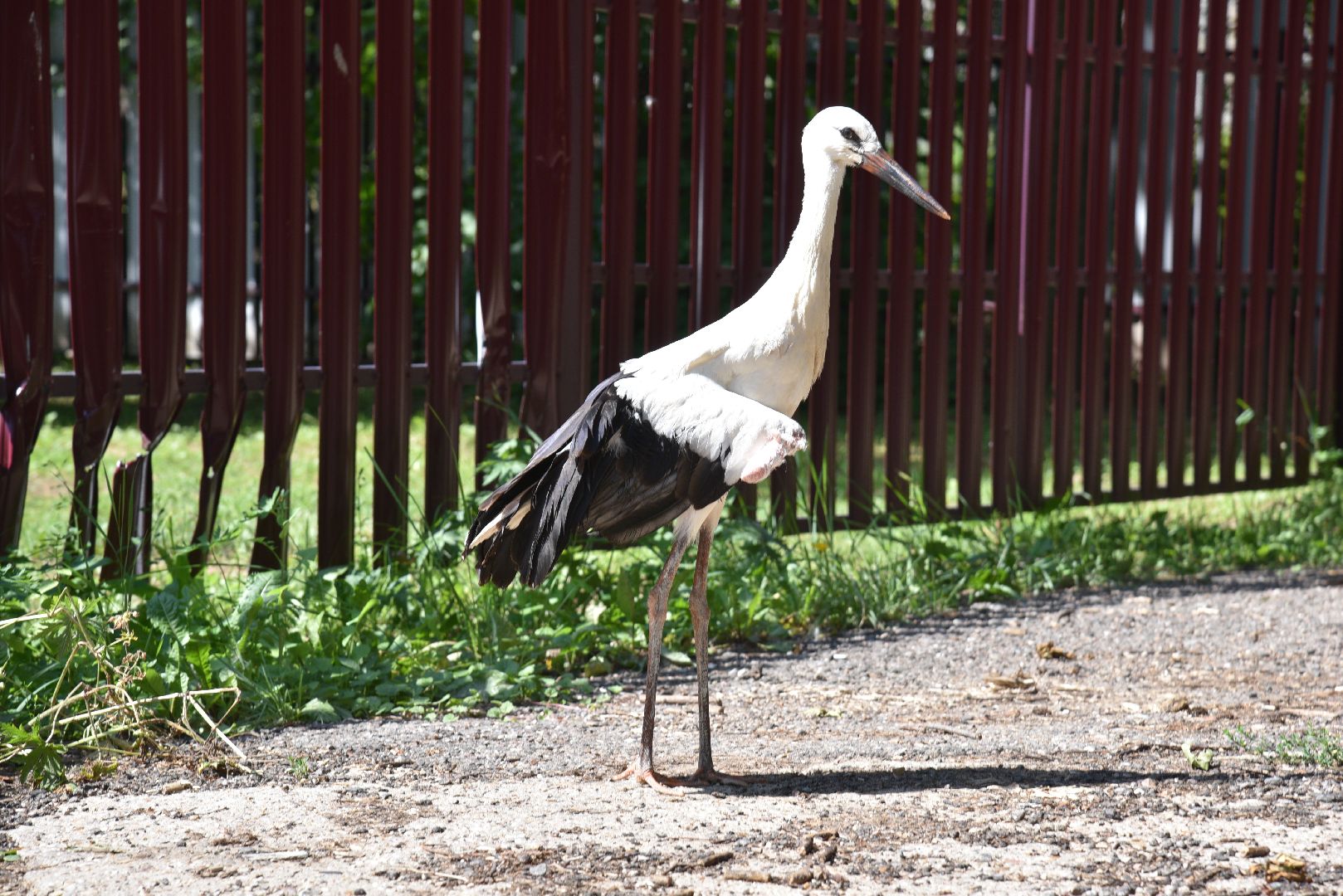 лотошино, лотошинский парк, аисты, парки подмосковья,