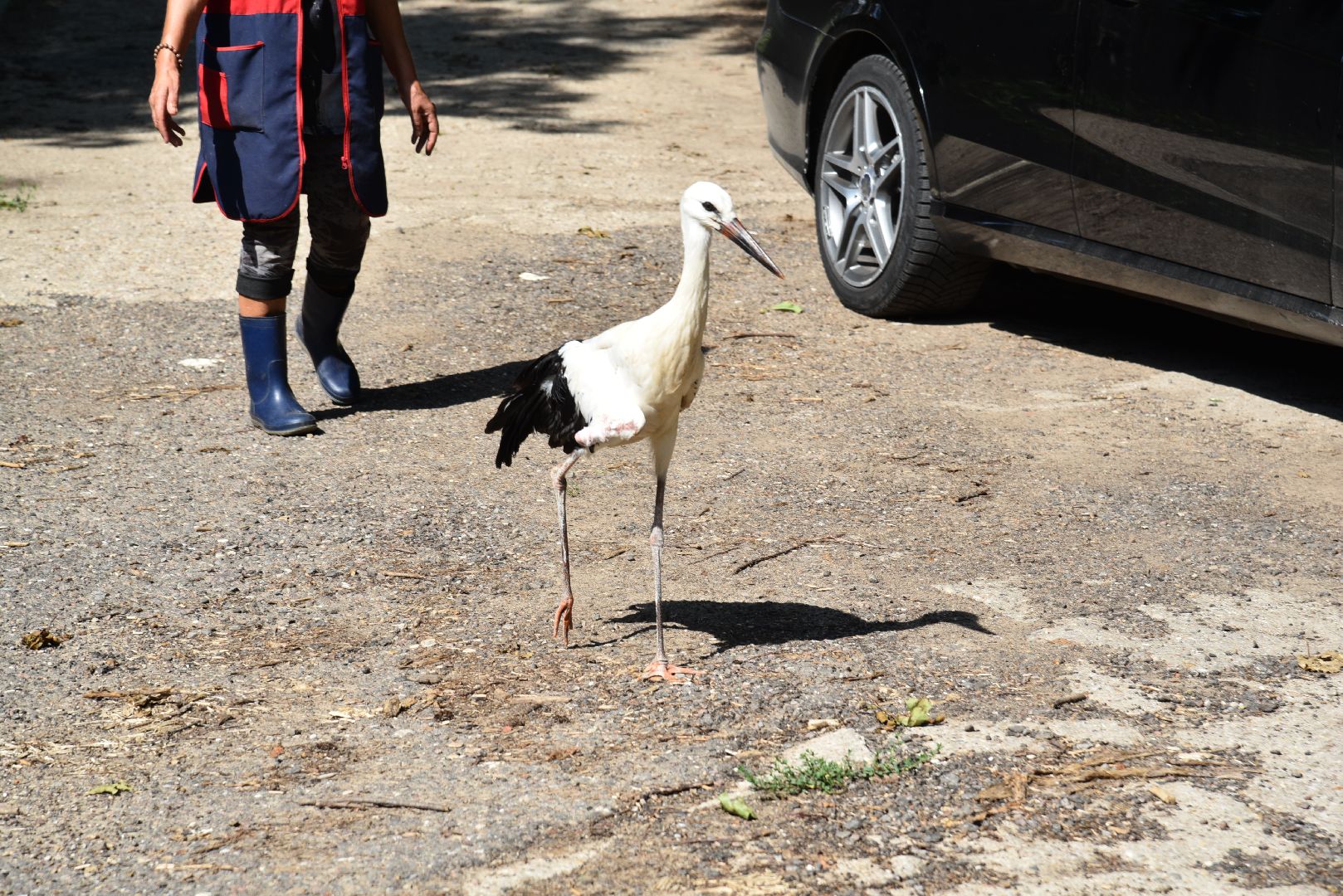 лотошино, лотошинский парк, аисты, парки подмосковья,