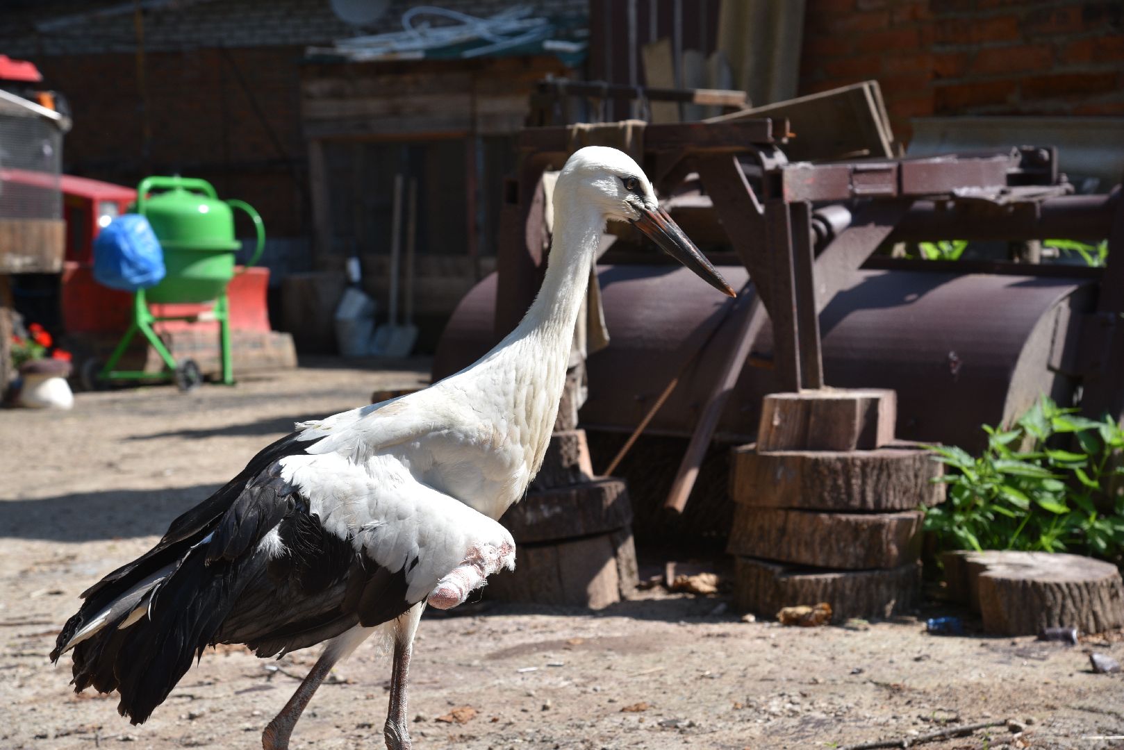лотошино, лотошинский парк, аисты, парки подмосковья,