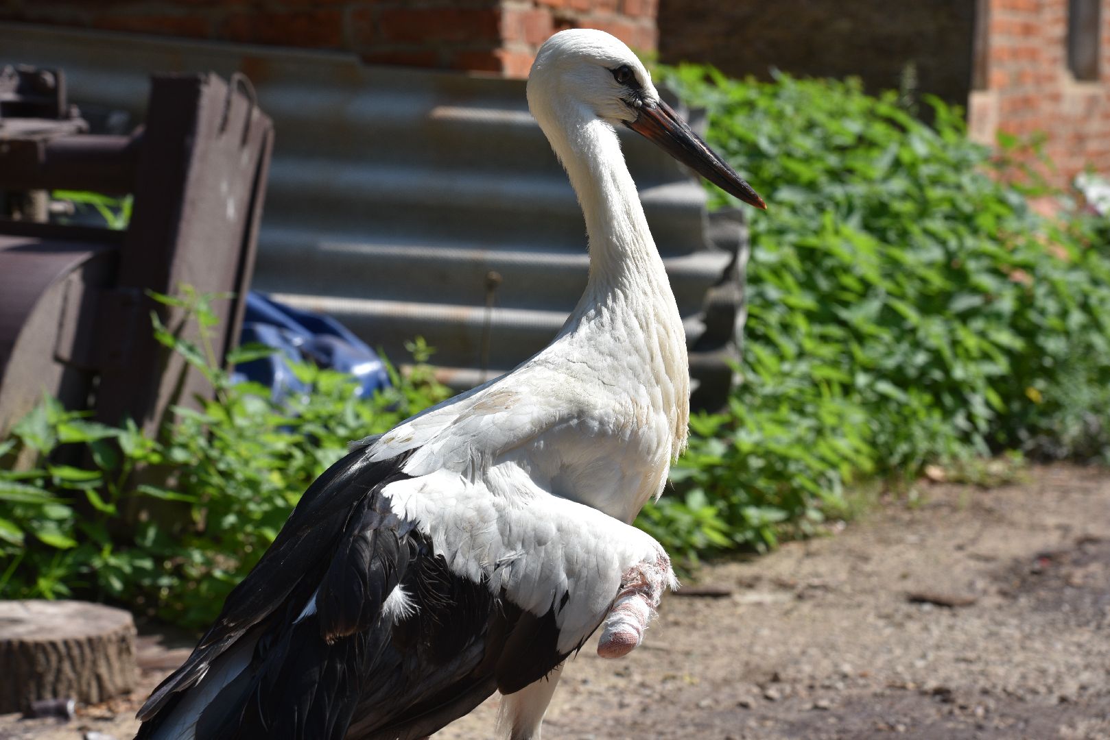 лотошино, лотошинский парк, аисты, парки подмосковья,