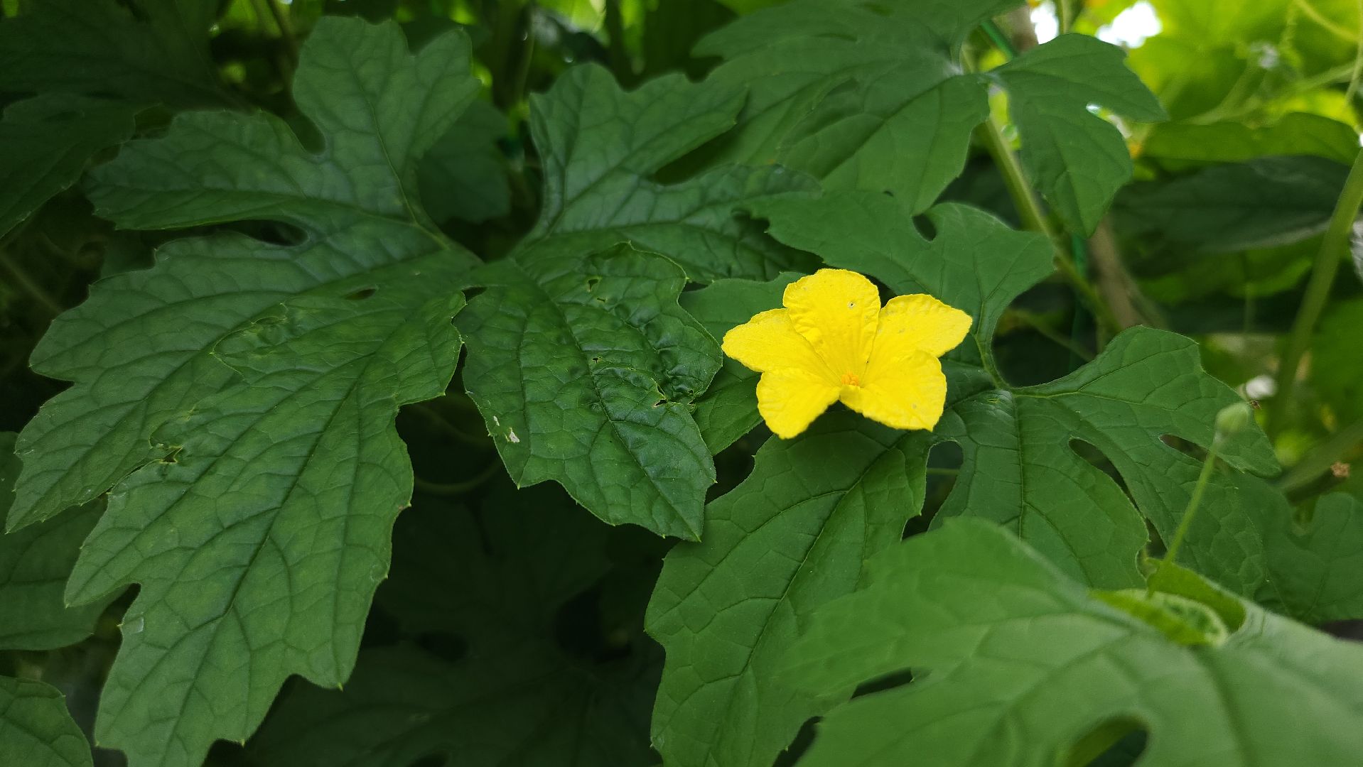 момордика, садоводство, садоводы, Старая Купавна, Богородский городской округ,