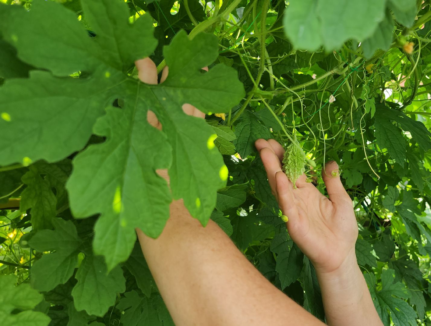 момордика, садоводство, садоводы, Старая Купавна, Богородский городской округ,