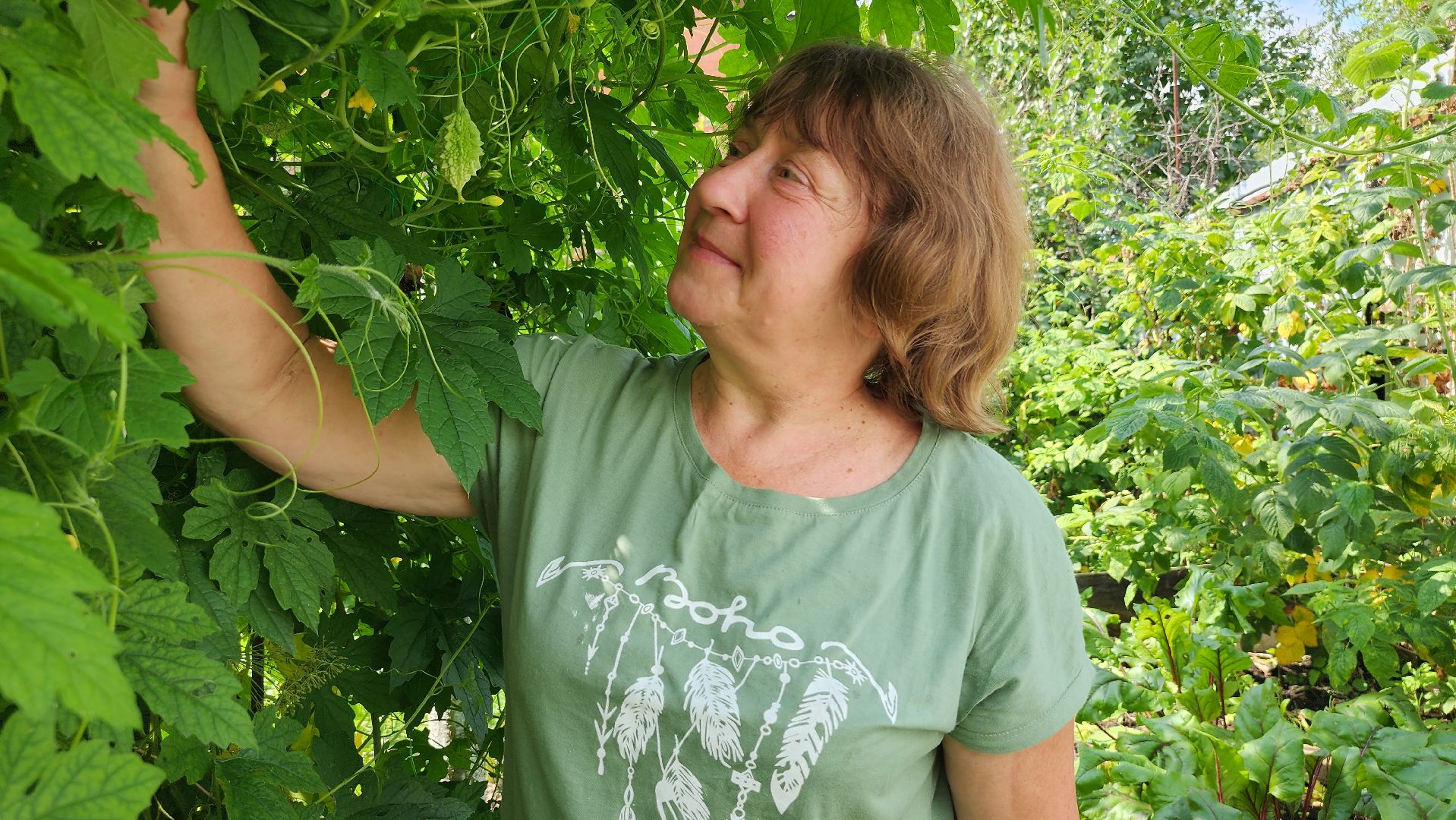 момордика, садоводство, садоводы, Старая Купавна, Богородский городской округ,