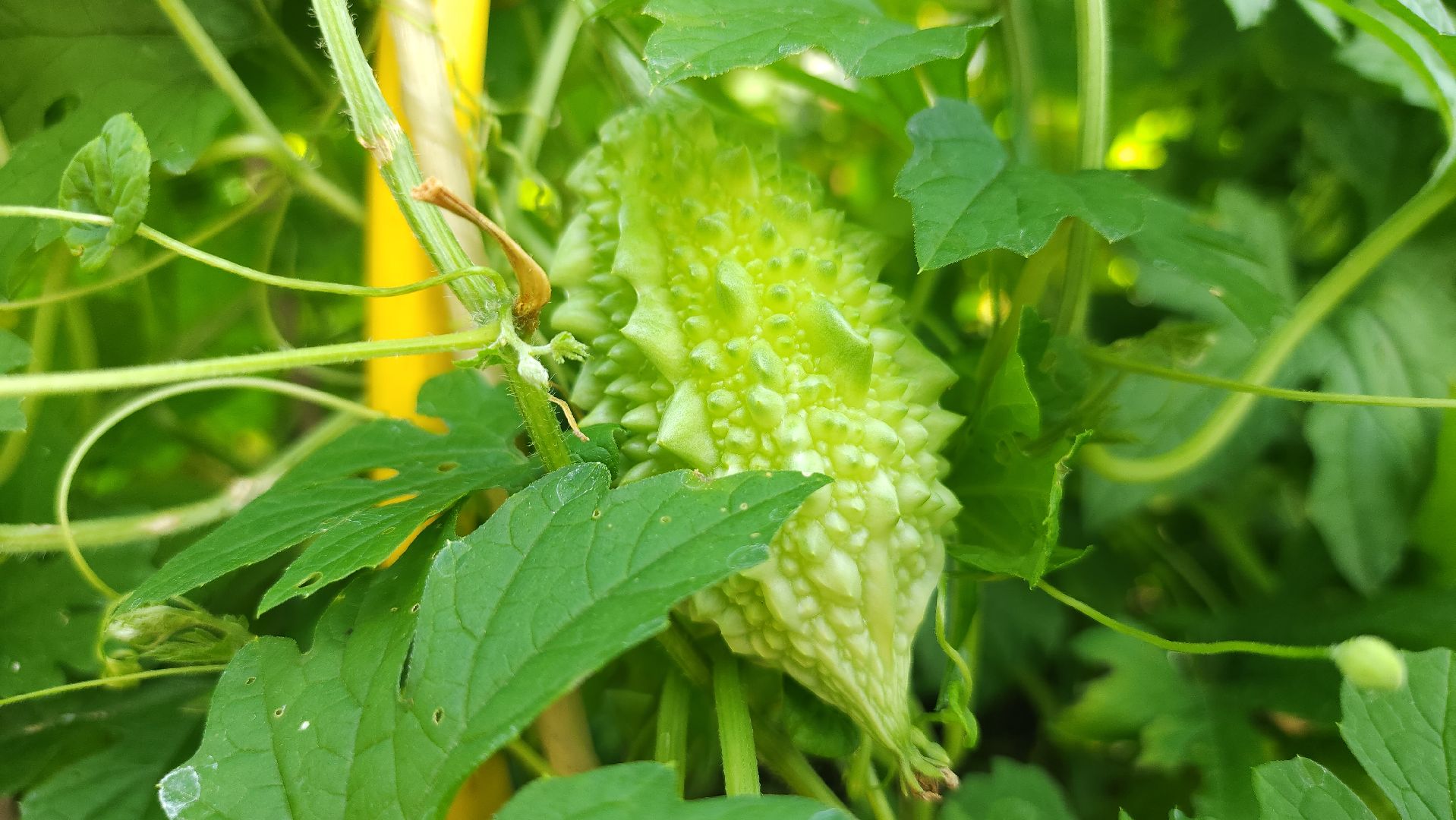 момордика, садоводство, садоводы, Старая Купавна, Богородский городской округ,