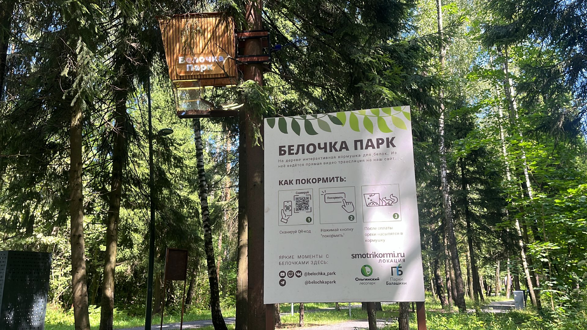 белки, белочка парк, корм, кормушка, кормушка для белок, парк, лесопарк, лесопару ольгино,