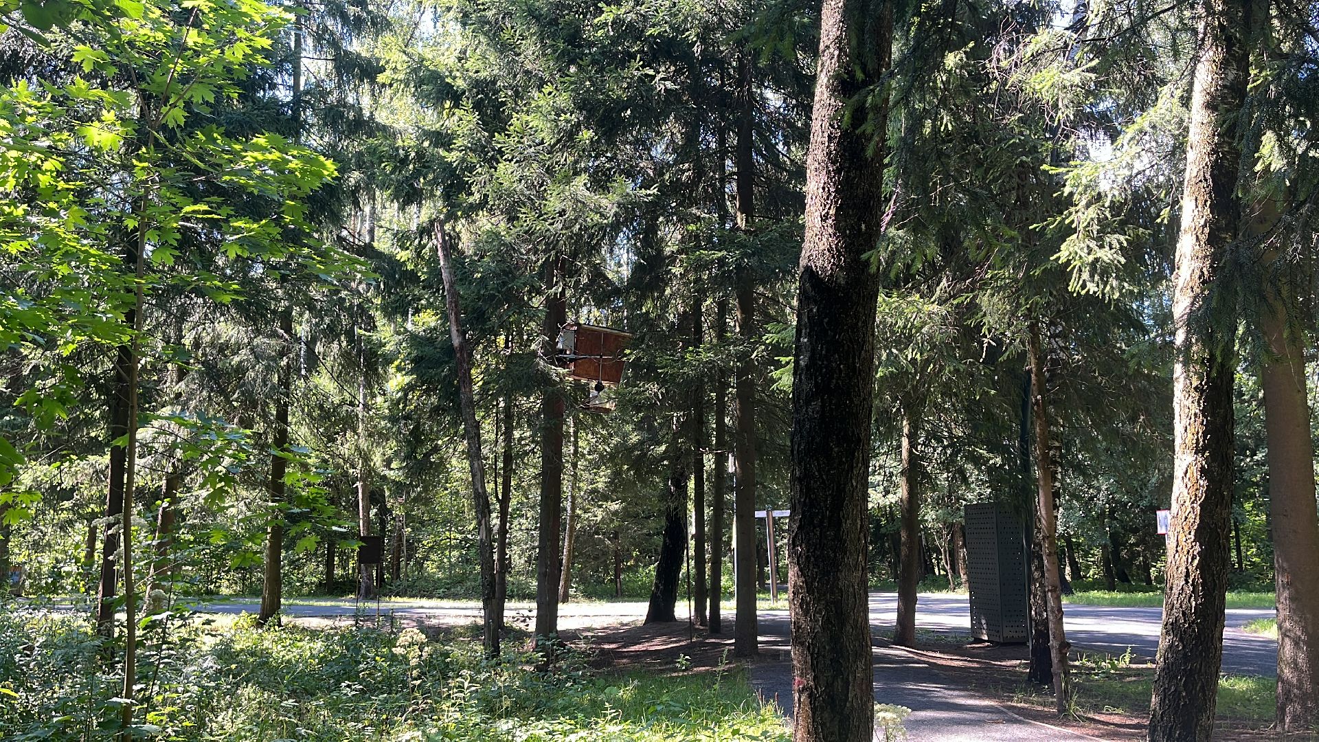 белки, белочка парк, корм, кормушка, кормушка для белок, парк, лесопарк, лесопару ольгино,