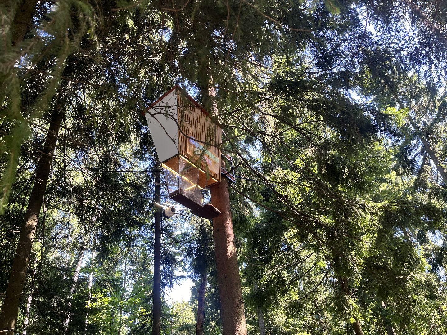 белки, белочка парк, корм, кормушка, кормушка для белок, парк, лесопарк, лесопару ольгино,