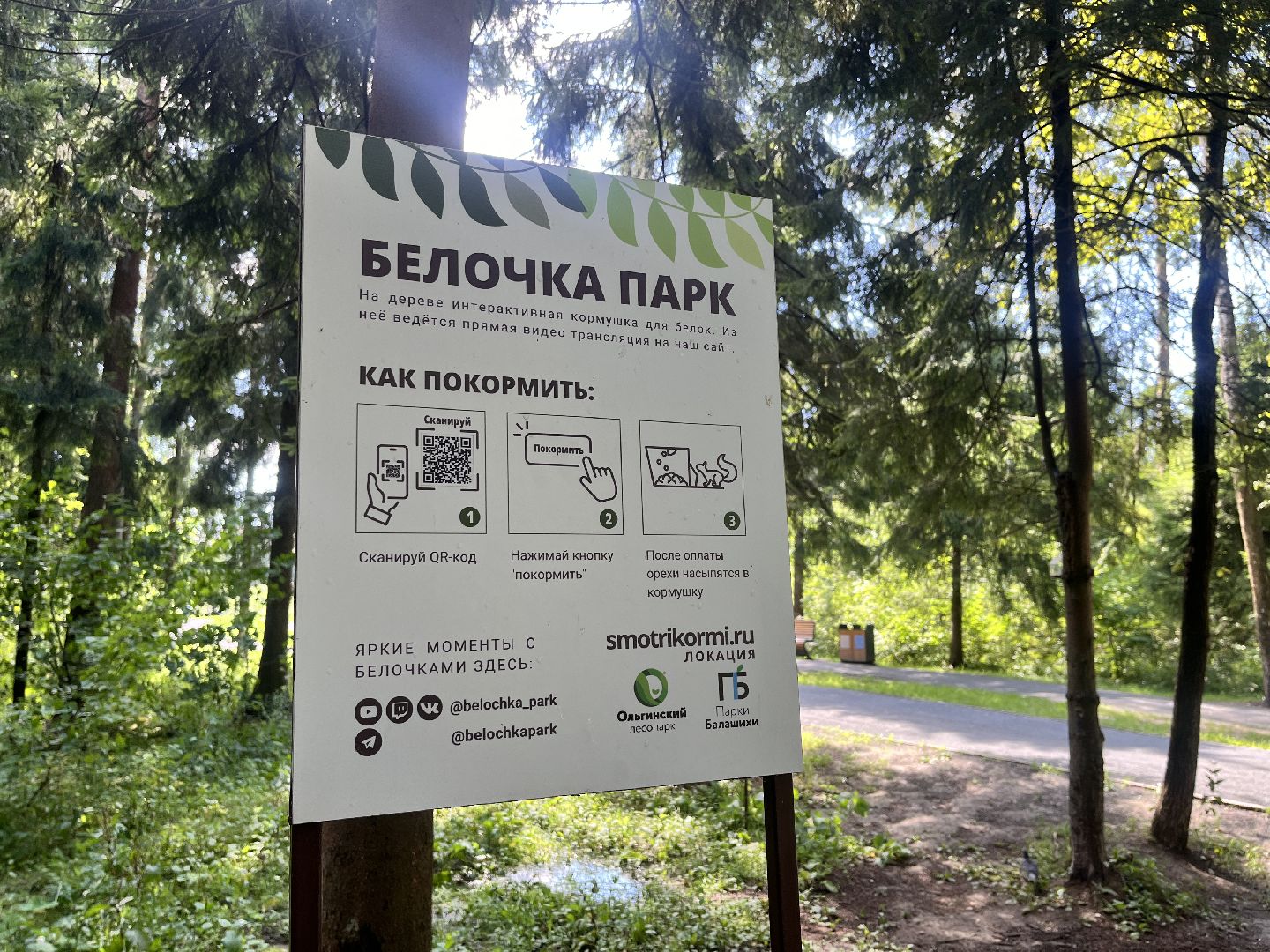 белки, белочка парк, корм, кормушка, кормушка для белок, парк, лесопарк, лесопару ольгино,