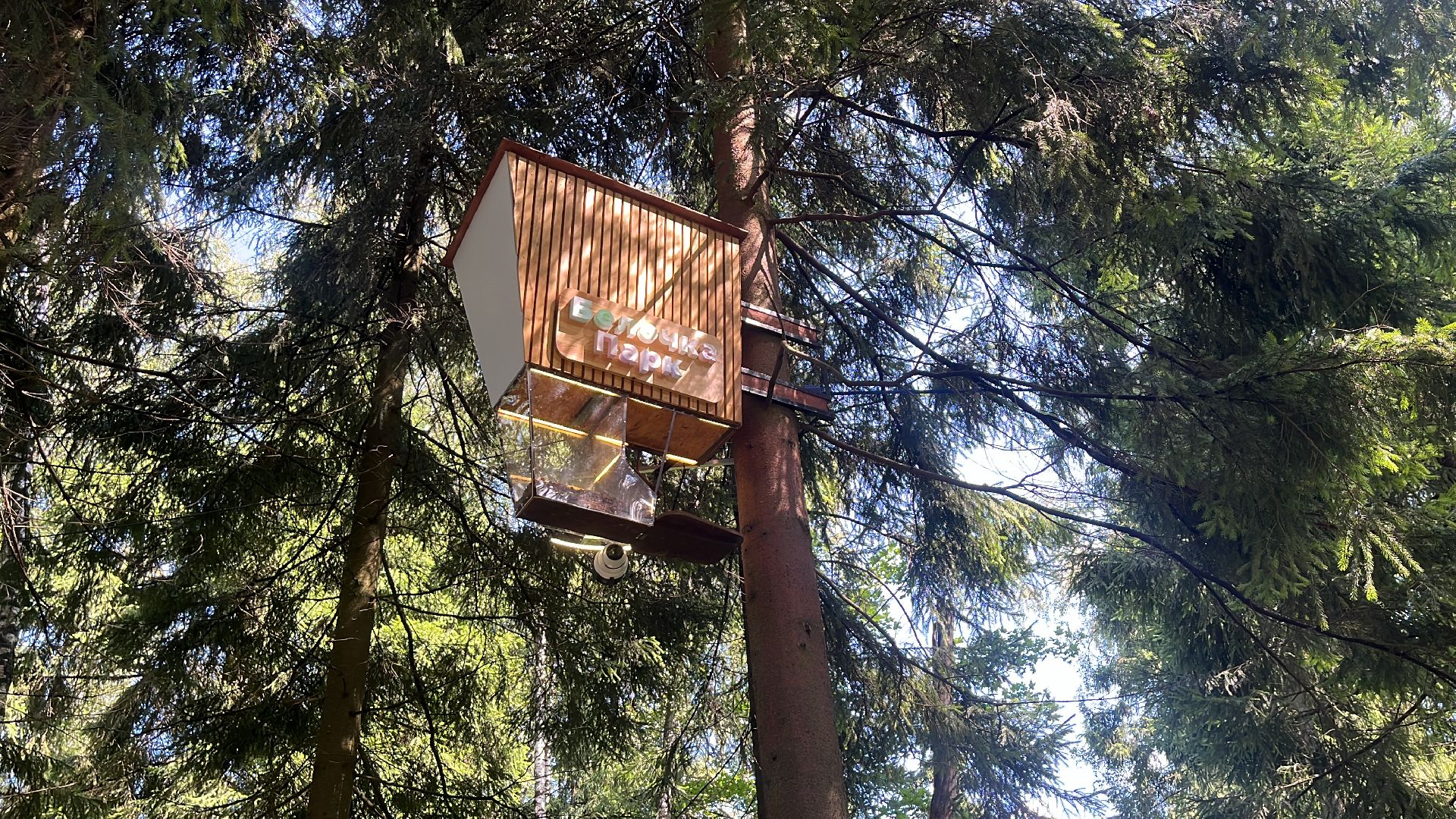 белки, белочка парк, корм, кормушка, кормушка для белок, парк, лесопарк, лесопару ольгино,