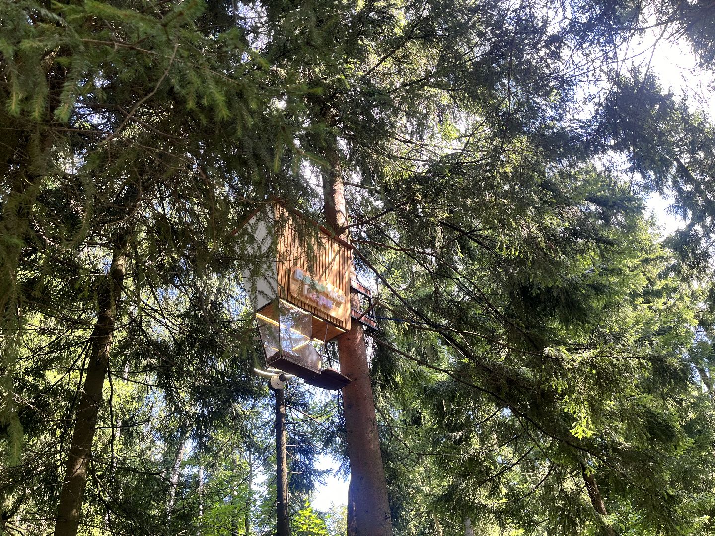 белки, белочка парк, корм, кормушка, кормушка для белок, парк, лесопарк, лесопару ольгино,