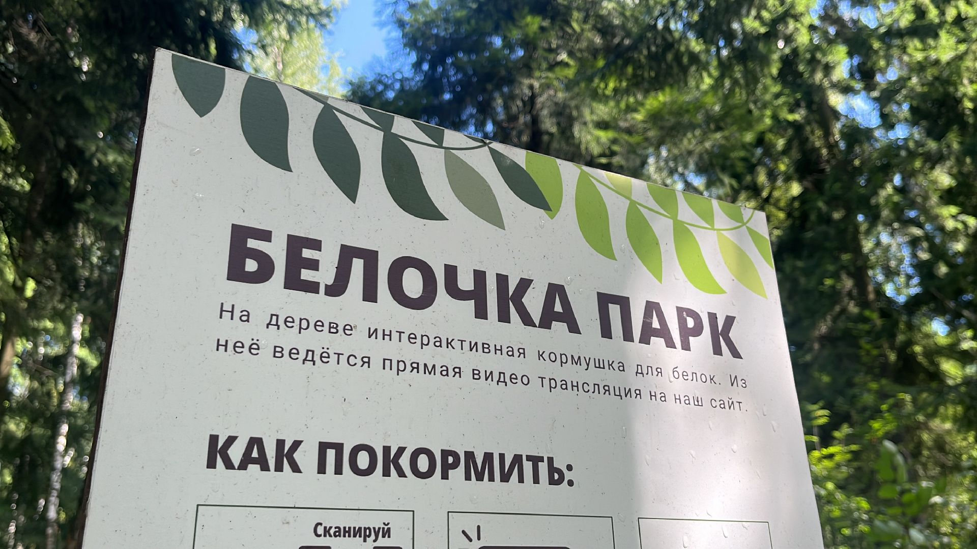 белки, белочка парк, корм, кормушка, кормушка для белок, парк, лесопарк, лесопару ольгино,