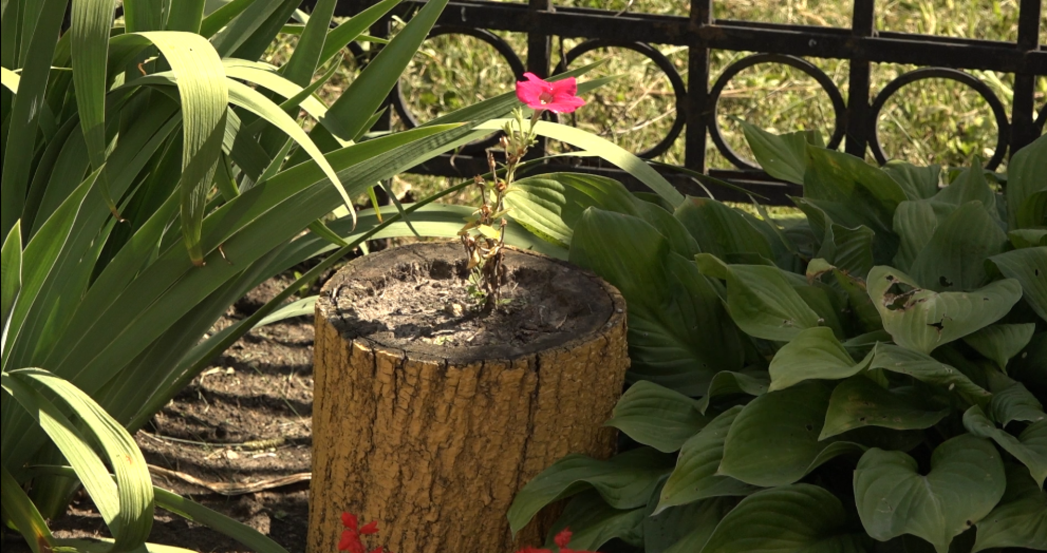 Мой двор - моя гордость, Конкурс среди жителей, общественная палата, Домодедово,