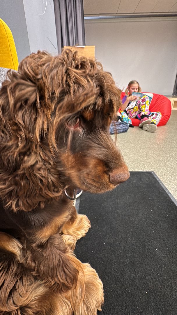 Пушистый вторник, Чтение собаке, Одинцово, Библиотека,