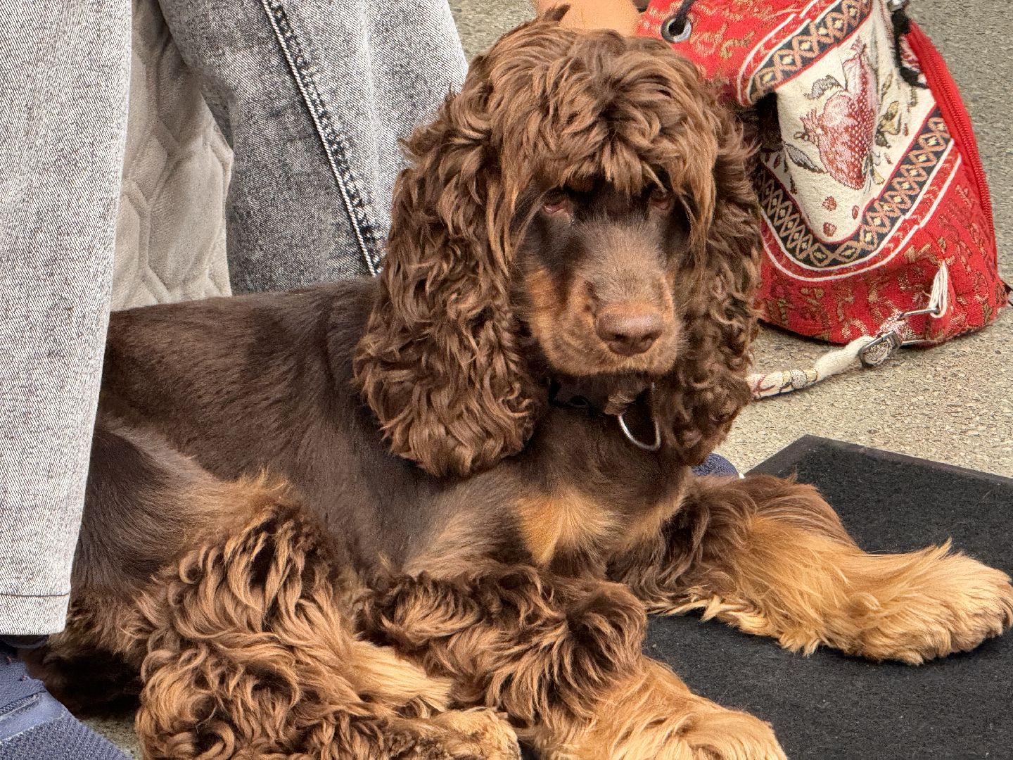 Пушистый вторник, Чтение собаке, Одинцово, Библиотека,