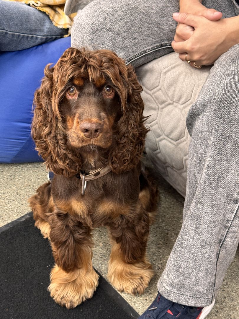 Пушистый вторник, Чтение собаке, Одинцово, Библиотека,