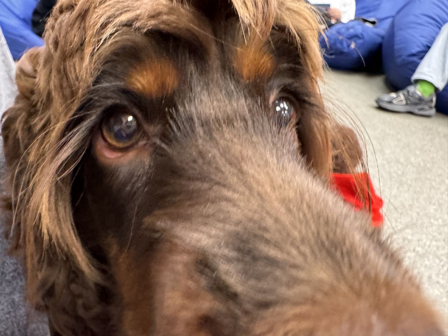 Пушистый вторник, Чтение собаке, Одинцово, Библиотека,