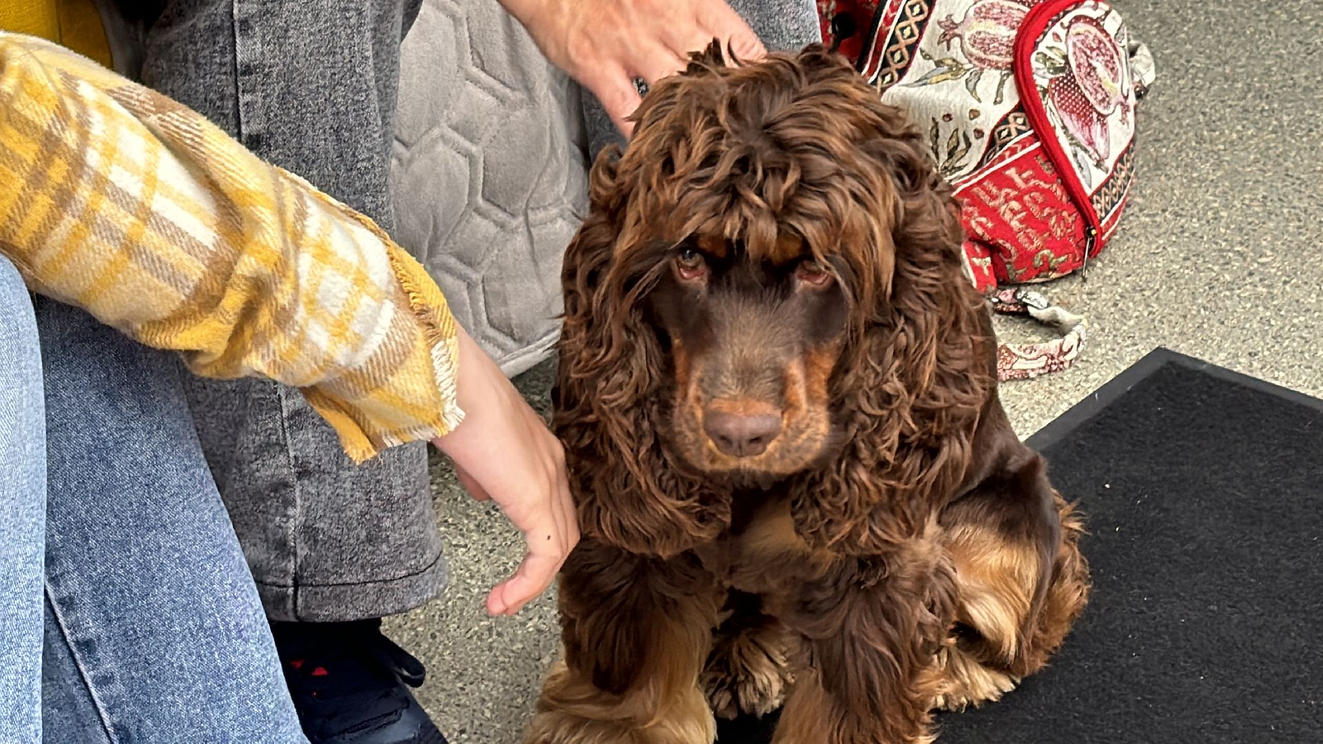 Пушистый вторник, Чтение собаке, Одинцово, Библиотека,