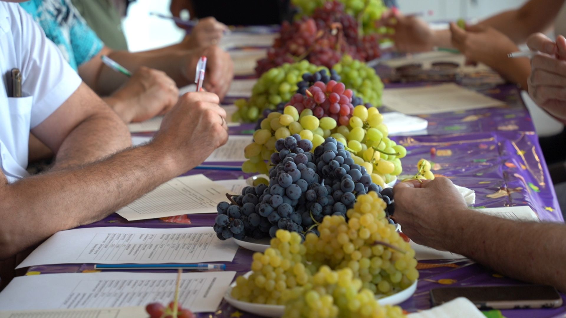 Егорьевск, Бизнес, Подмосковье, Московская область, виноград, импортозамещение,