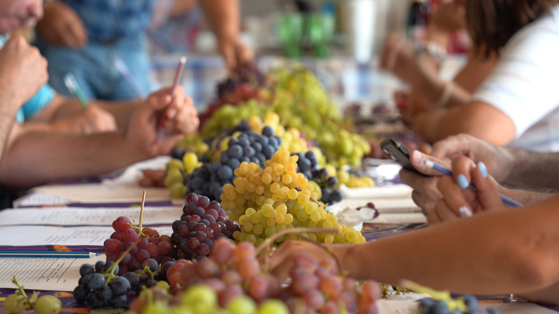 Егорьевск, Бизнес, Подмосковье, Московская область, виноград, импортозамещение,
