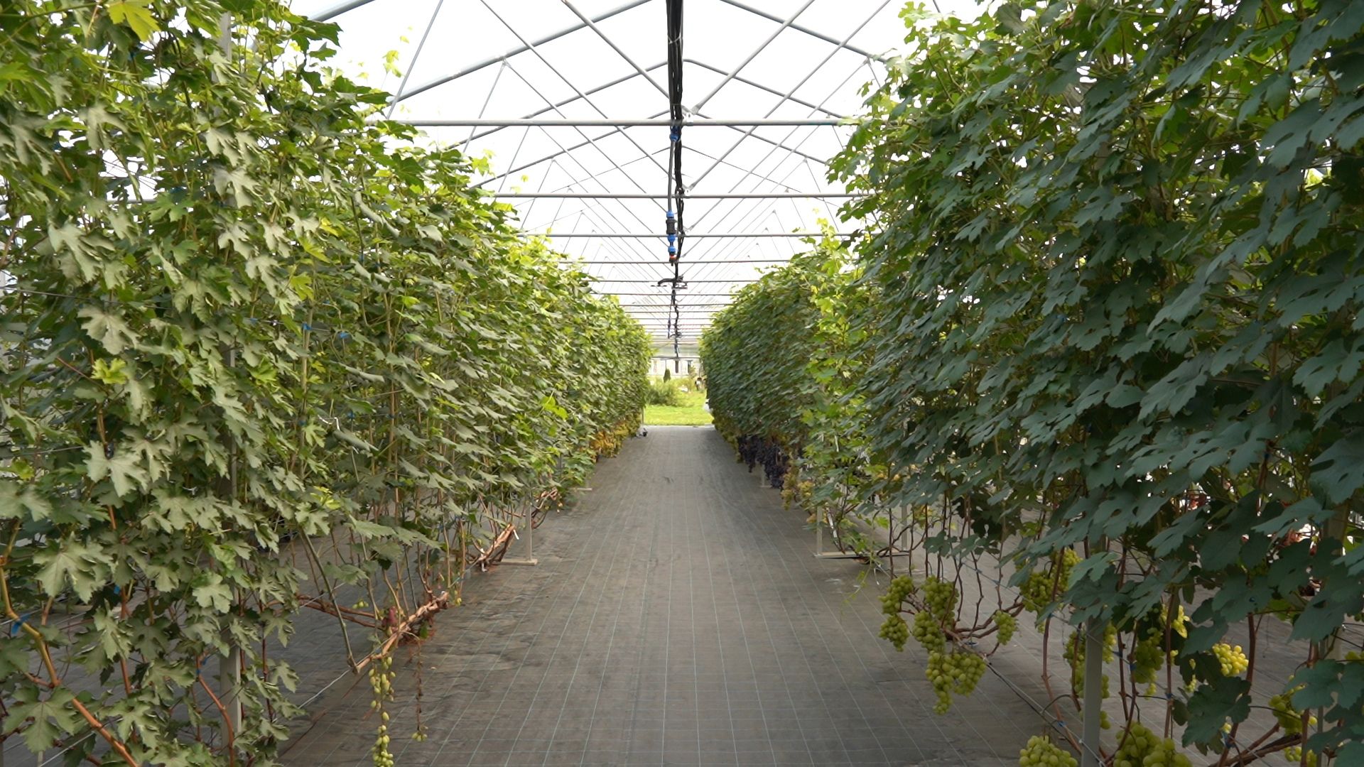 Егорьевск, Бизнес, Подмосковье, Московская область, виноград, импортозамещение,