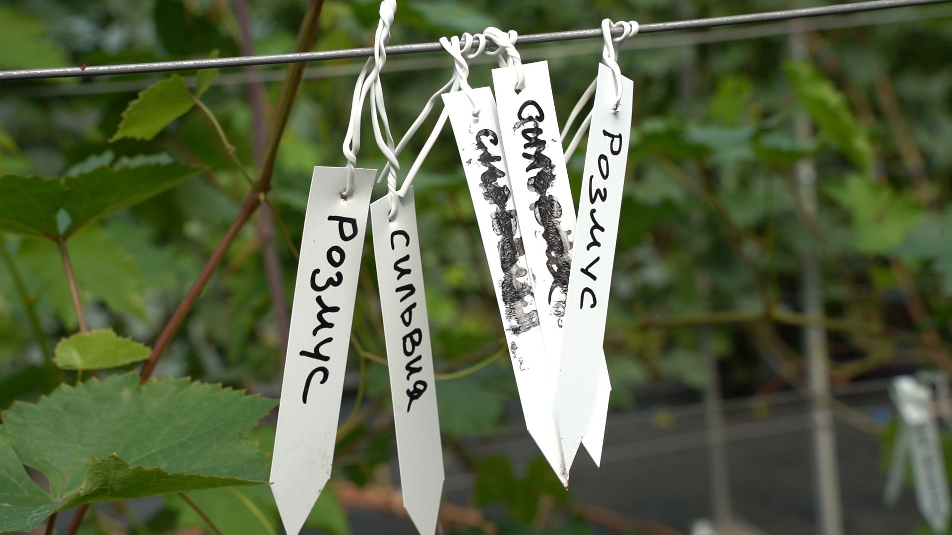 Егорьевск, Бизнес, Подмосковье, Московская область, виноград, импортозамещение,