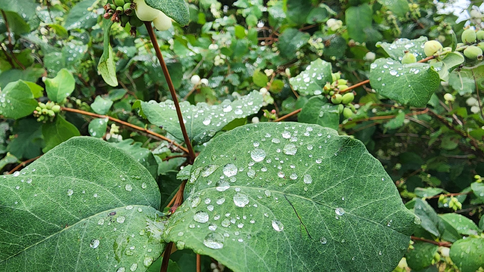 кашира, ледово, выездная администрация, покос территории, ремонт моста, уборка территории,