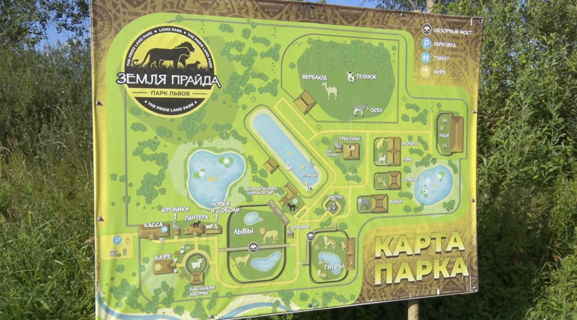 Клин, общество, животные, тигры, спасение животных,