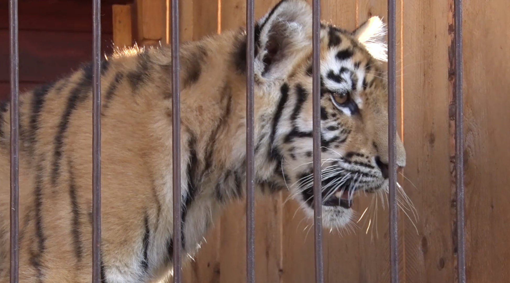 Клин, общество, животные, тигры, спасение животных,