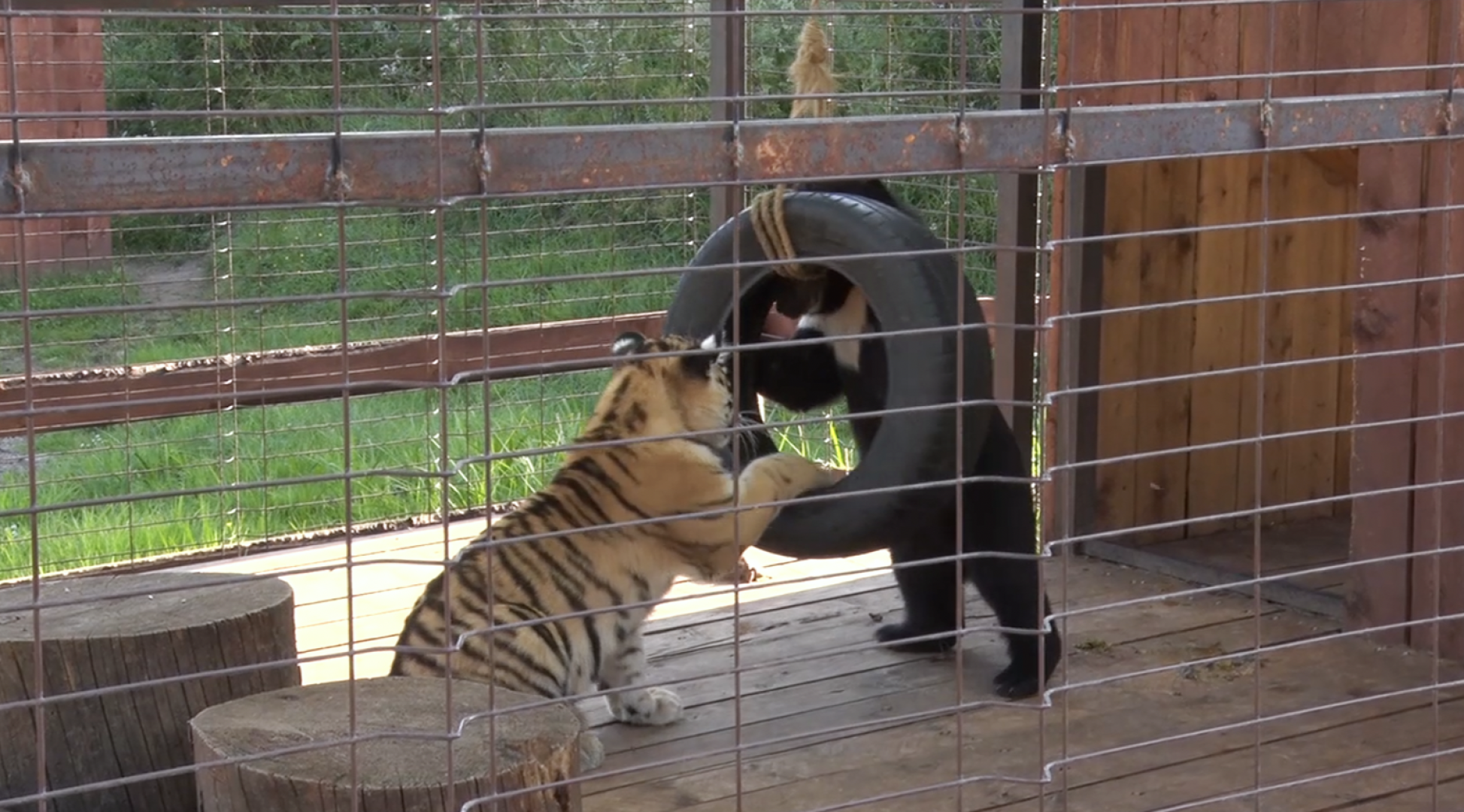 Клин, общество, животные, тигры, спасение животных,