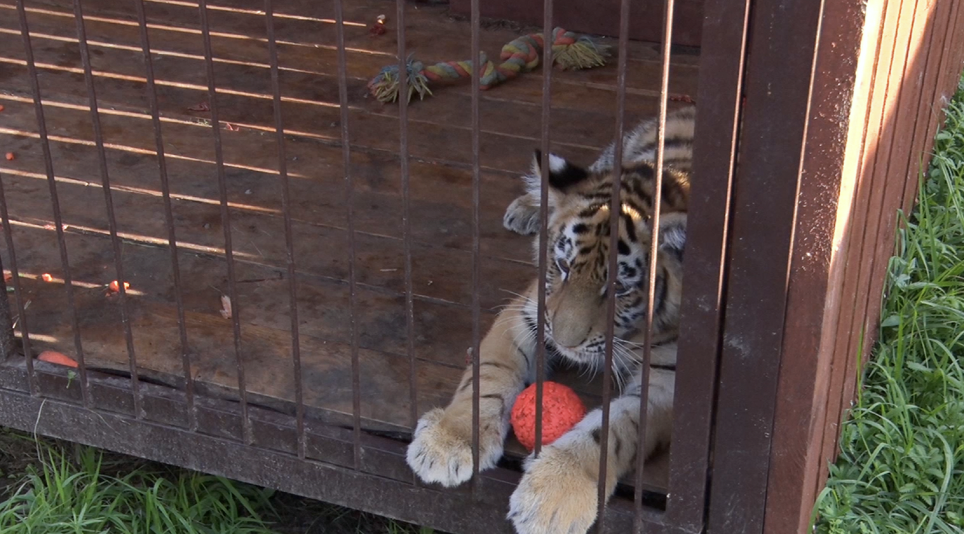 Клин, общество, животные, тигры, спасение животных,