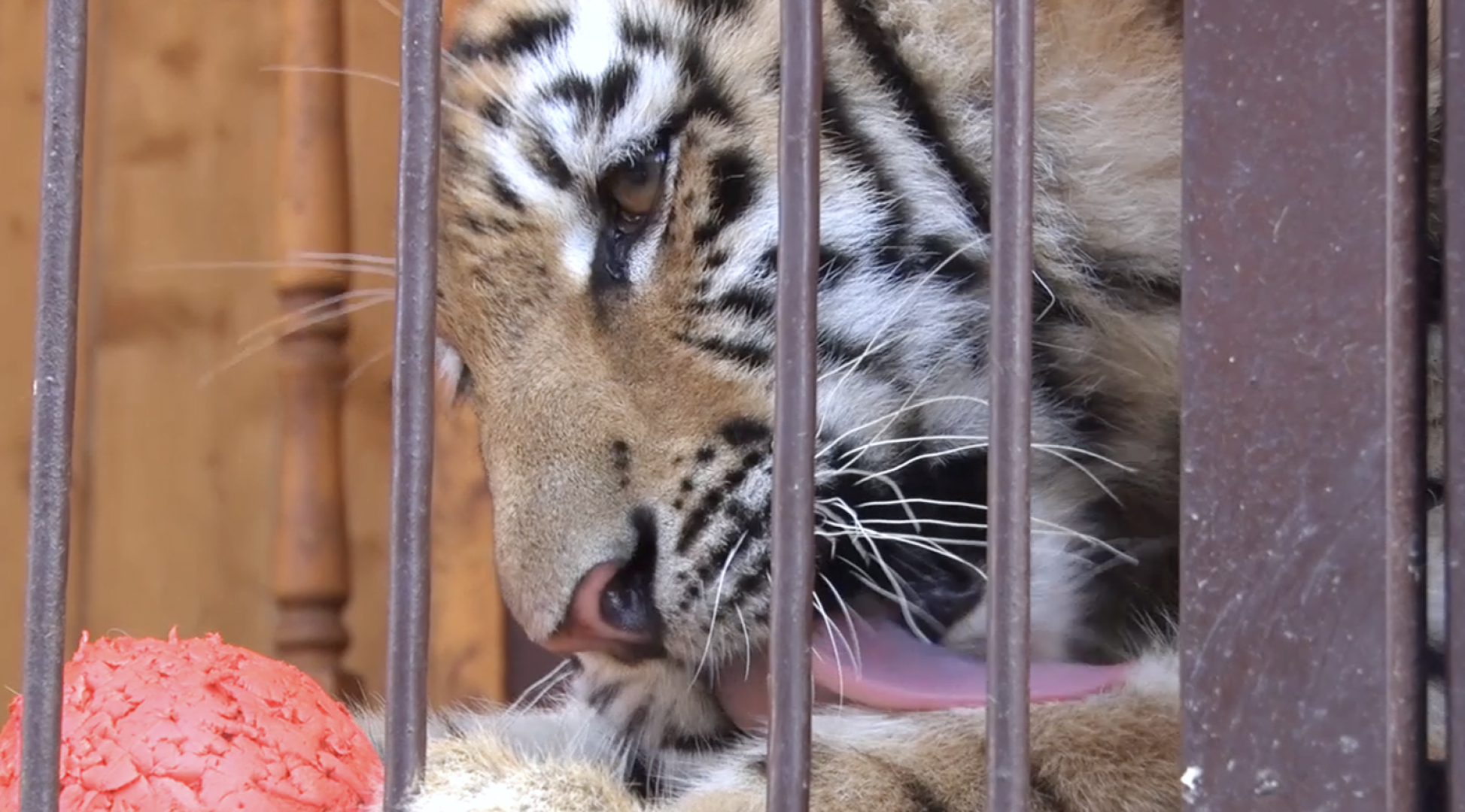 Клин, общество, животные, тигры, спасение животных,