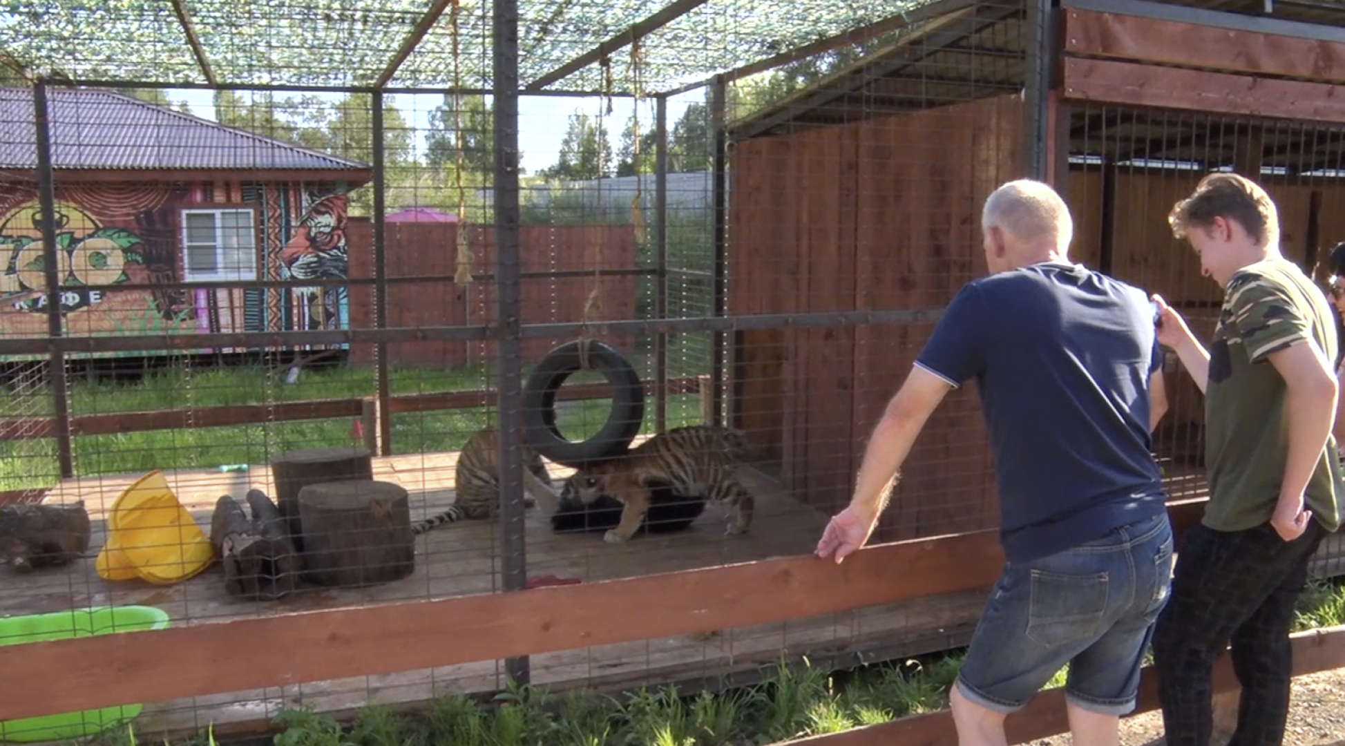 Клин, общество, животные, тигры, спасение животных,