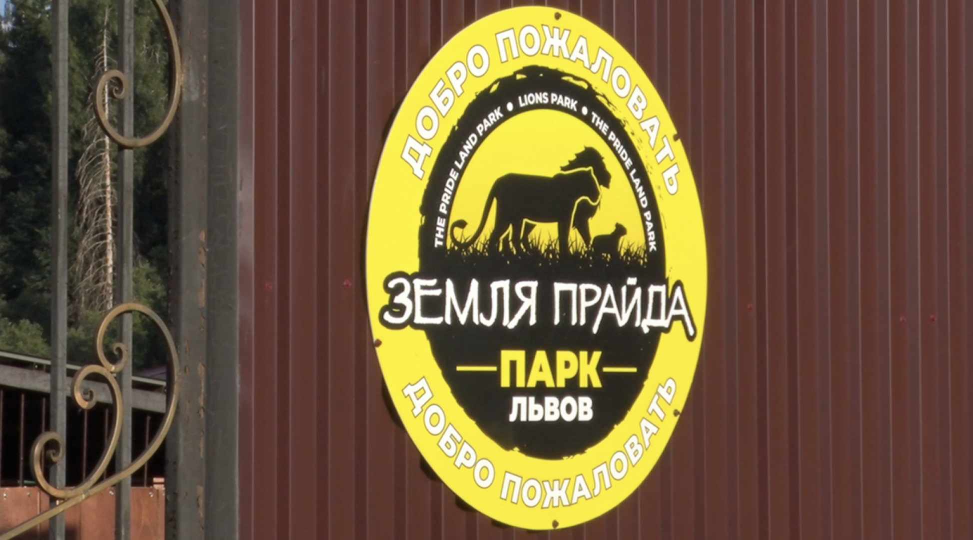 Клин, общество, животные, тигры, спасение животных,