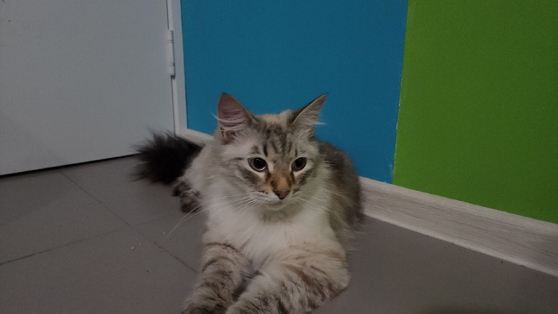 Кошки, Лобня, Бесплатные экскурсии,