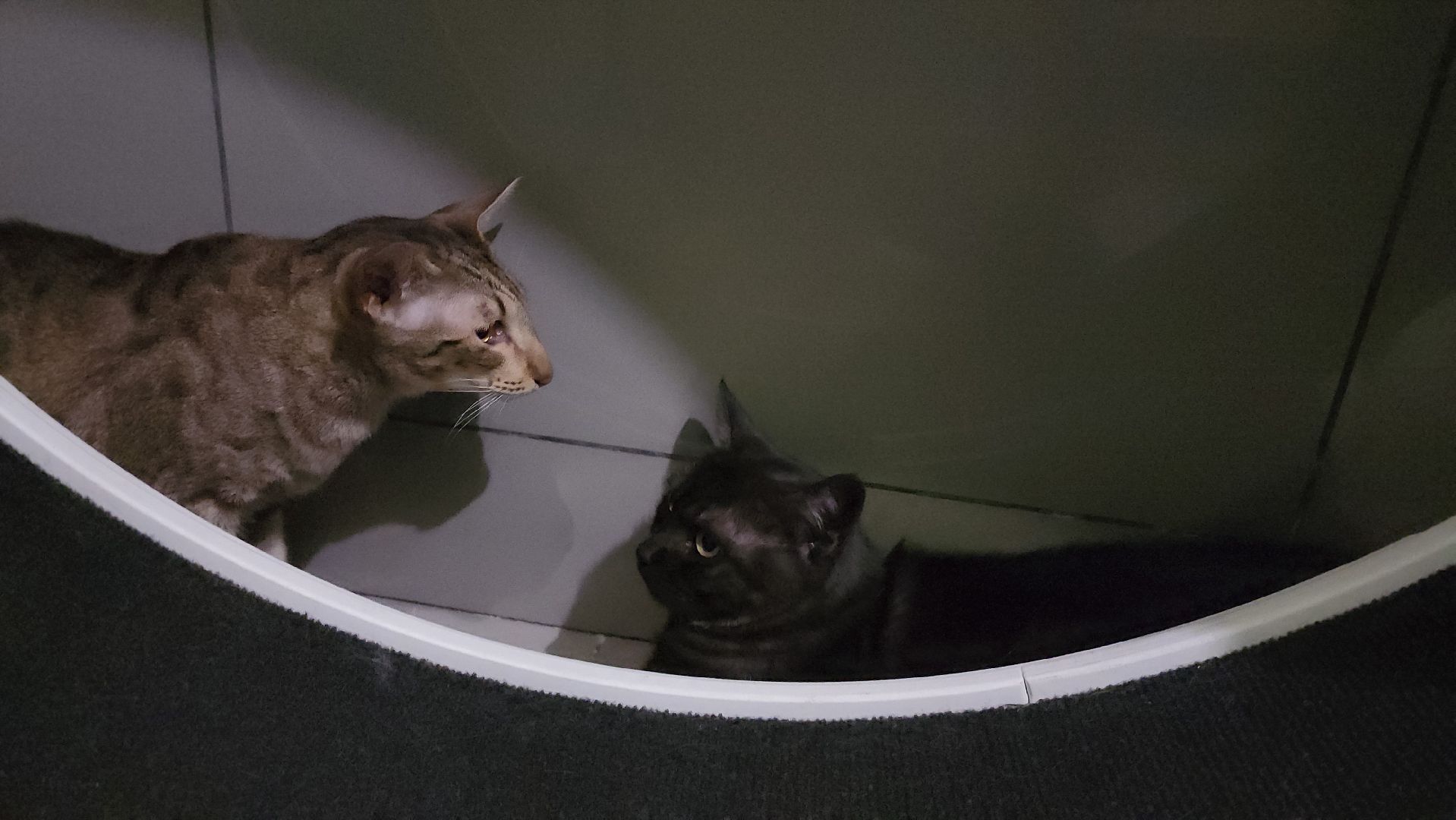 Кошки, Лобня, Бесплатные экскурсии,